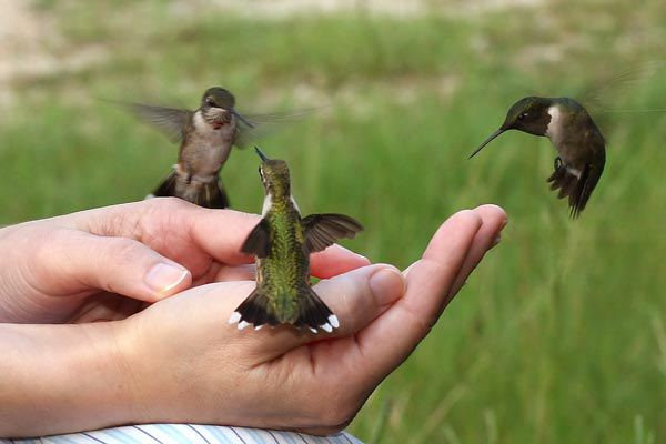 These hummingbirds had been