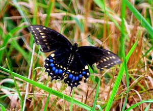 Black swallowtail butterfly.