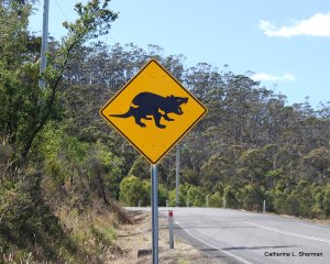 Tasmanian Devils often eat roadkill, such as wallabies, but can also become roadkill themselves.  They travel widely in search of food.