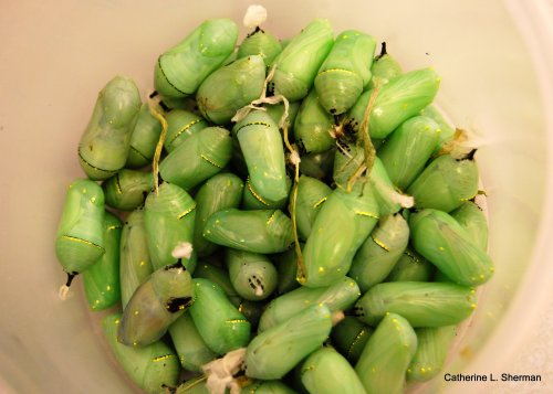 These Monarch Butterfly Chrysalides look like jade beans, trimmed with a thin stripe of gold leaf.  They'll be placed in containers when it's time for the butterflies to emerge.