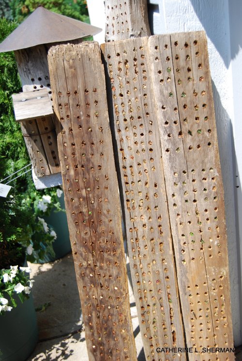 Old planks of untreated wood drilled with holes make great homes for leaf cutter bees.
