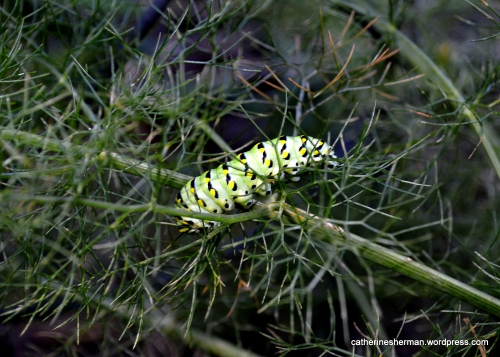I placed the Black Swallowtail Butterfly caterpillar on this fennel plant after I found him in the middle of my yard.  He seemed exhausted from his travels.