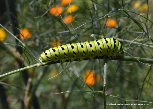 A Black Swallowtail Butterfly caterpillar rests after a day of eating fennel. It's amazing that a caterpillar can survive and thrive on only one plant.  The orange blobs in the background are cosmos flowers, which the adult butterflies get nectar from.