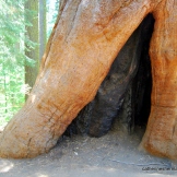 Burned Giant Sequoia in Tuolumne Grove.