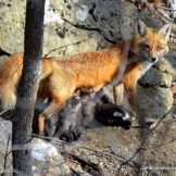 A mother fox scans the forest as her six kits nurse.