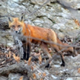 Evening is falling, the fox kits are fed and put to bed in the den, and now the mother heads to a higher rock to rest.
