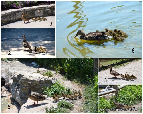 A mother duck leads her ducklings through Deanna Rose Children's  Farmstead to a pond.