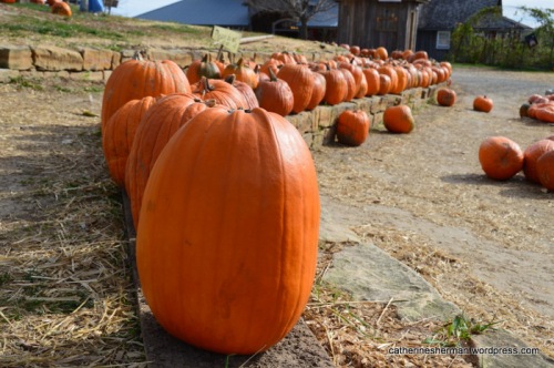 Choose a pumpkin at Red Barn Farm!