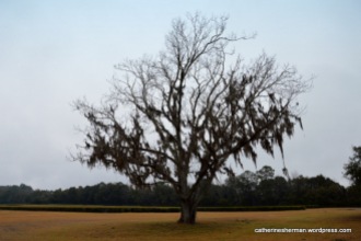 Spanish moss drapes a dormant pecan tree awaiting Spring at the Charleston Tea Plantation in South Carolina.