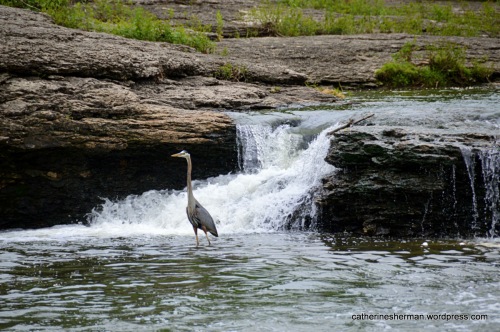    A Great Blue Heron watches for fish at the base of a waterfall at the Watts Mill Historic Site in Kansas City, Missouri.
