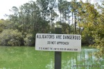 Alligators are Dangerous!