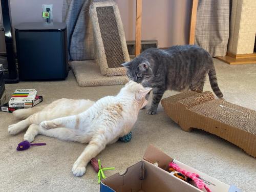 Rupert and Mufasa greeting each other. Photo courtesy of "Real World Cat Consulting."